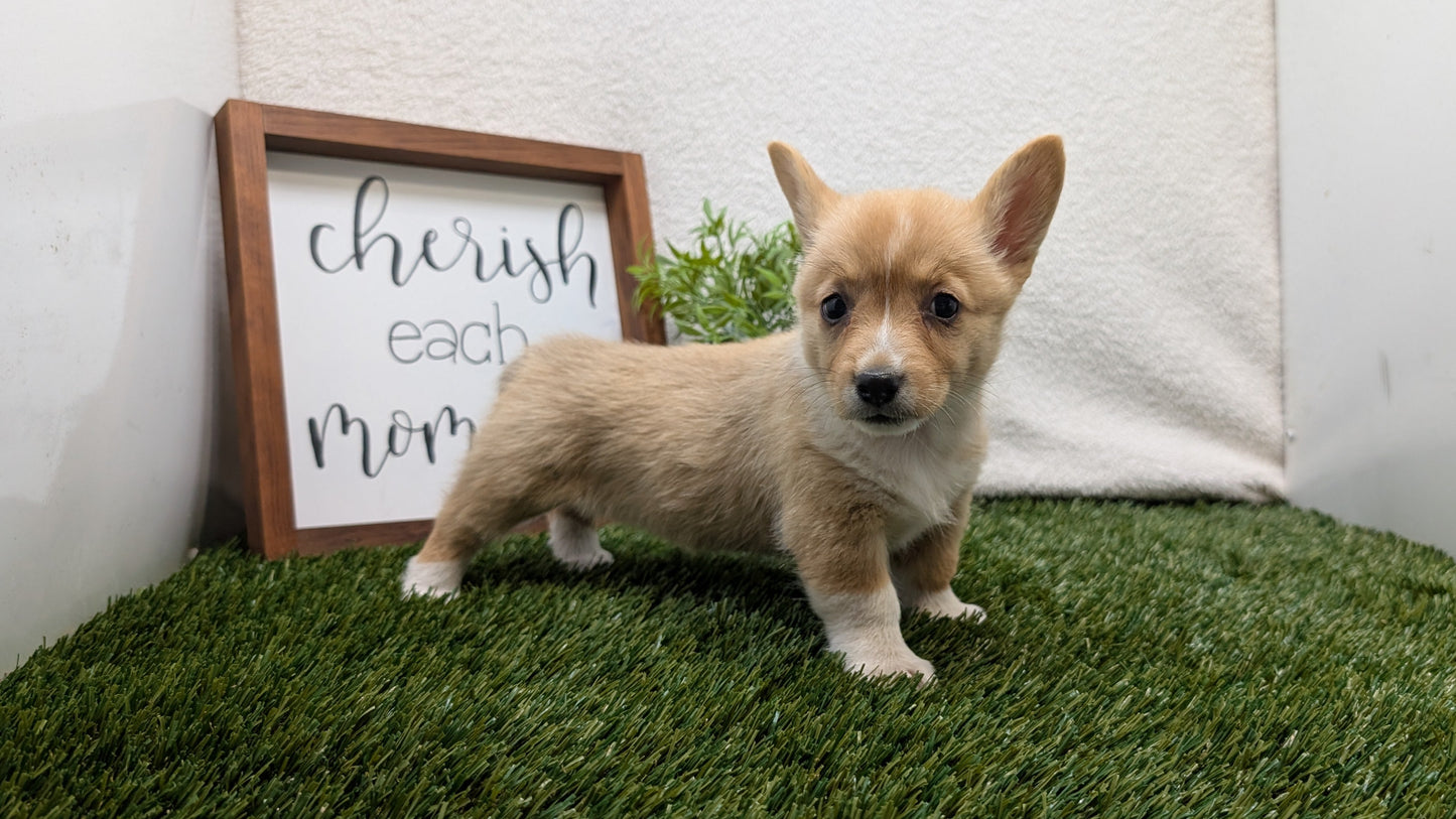 CORGI (07/10) FEMALE