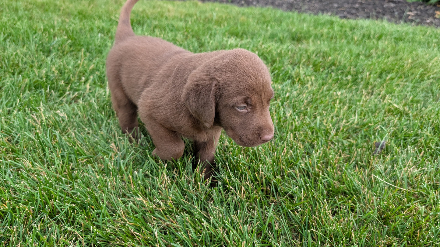 LABRADOR RETRIEVER (05/21) FEMALE
