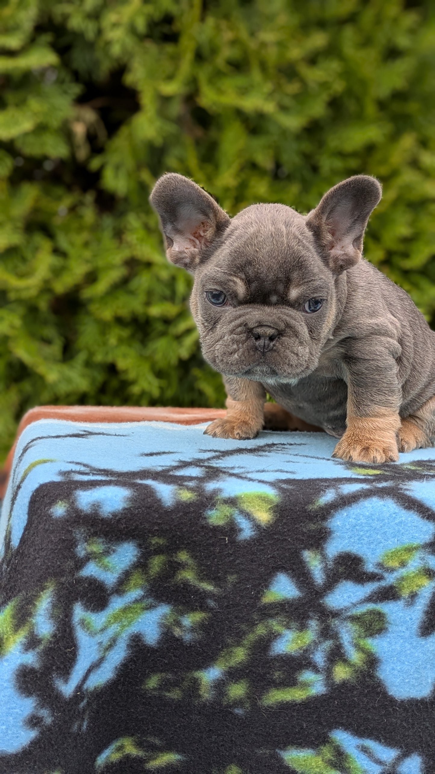 FRENCH BULLDOG (03/04) MALE