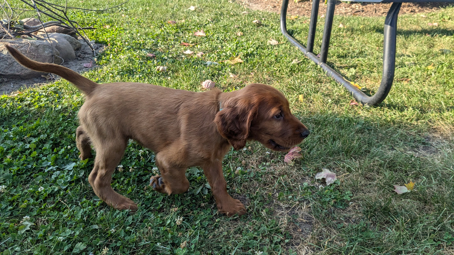 IRISH SETTER (07/20) FEMALE