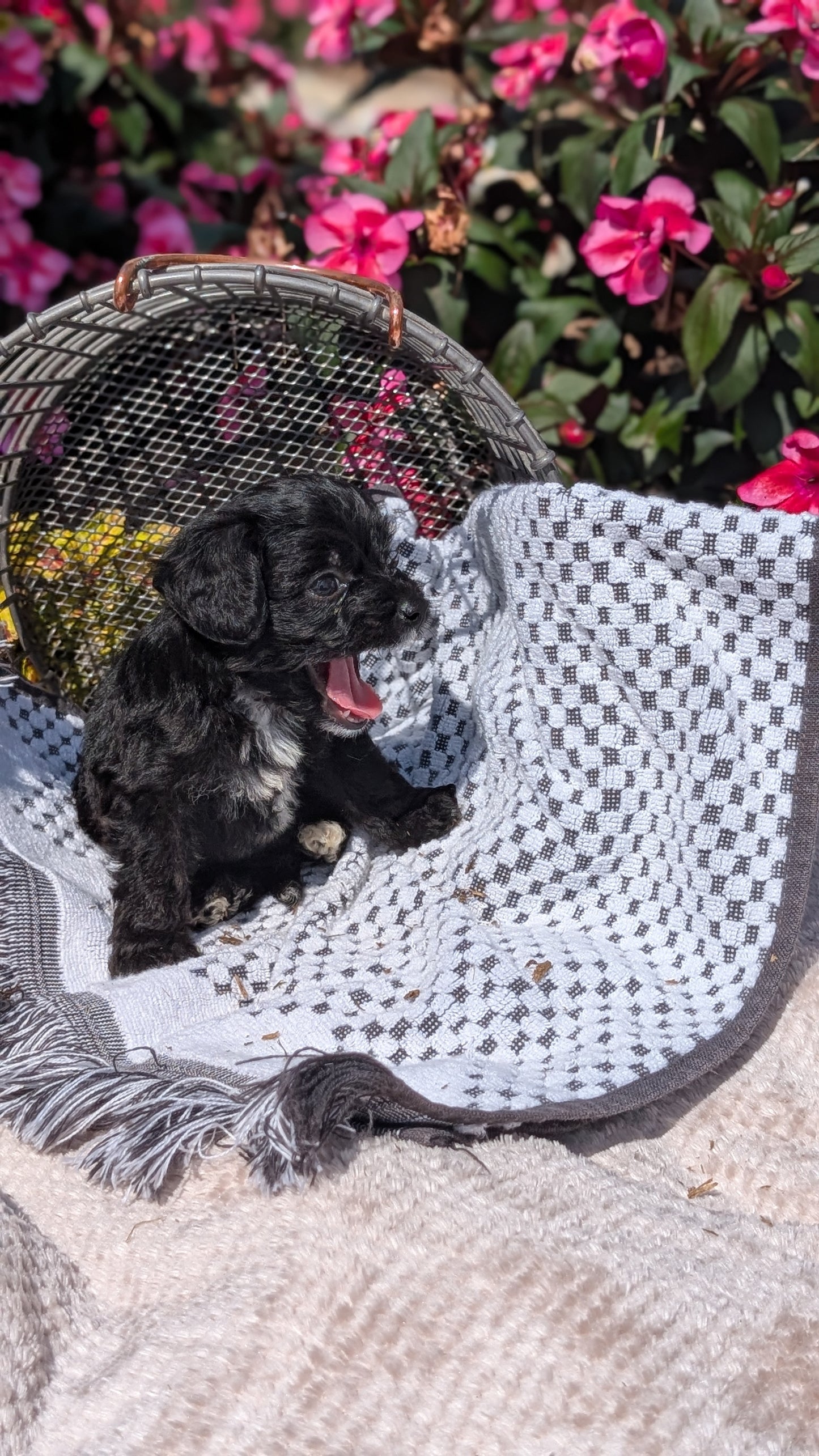 CAVAPOO (06/28) MALE