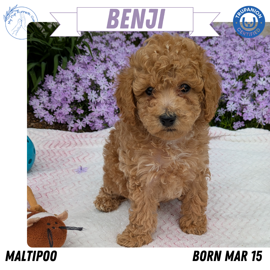 MALTIPOO (03/15) MALE