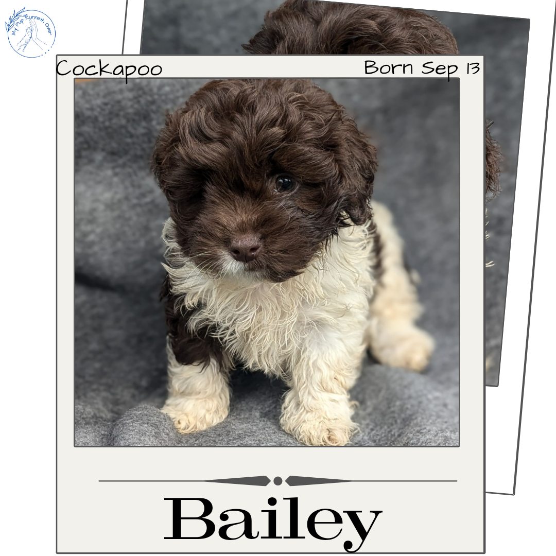 COCKAPOO (09/13) FEMALE