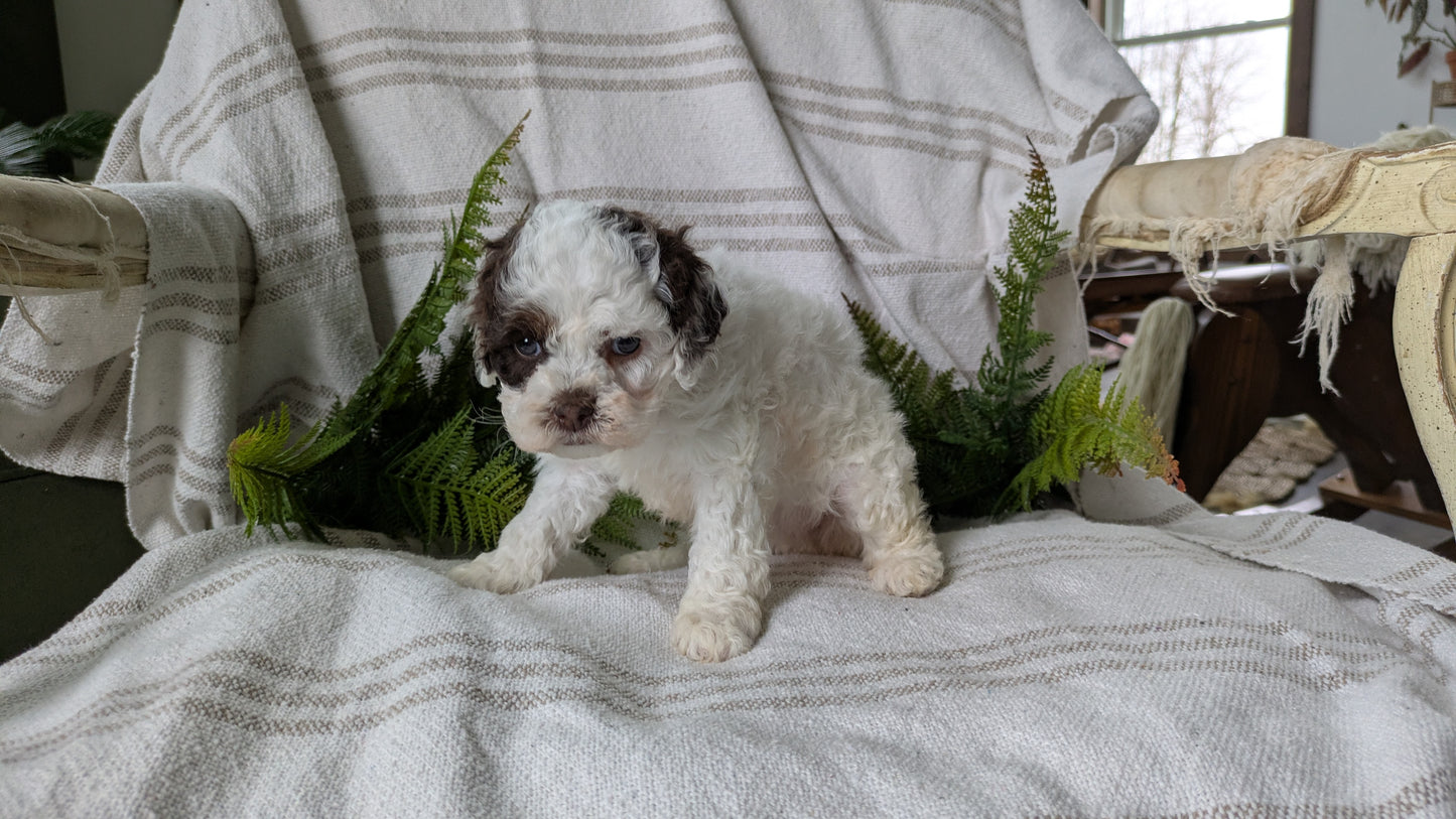 COCKAPOO (03/03) FEMALE