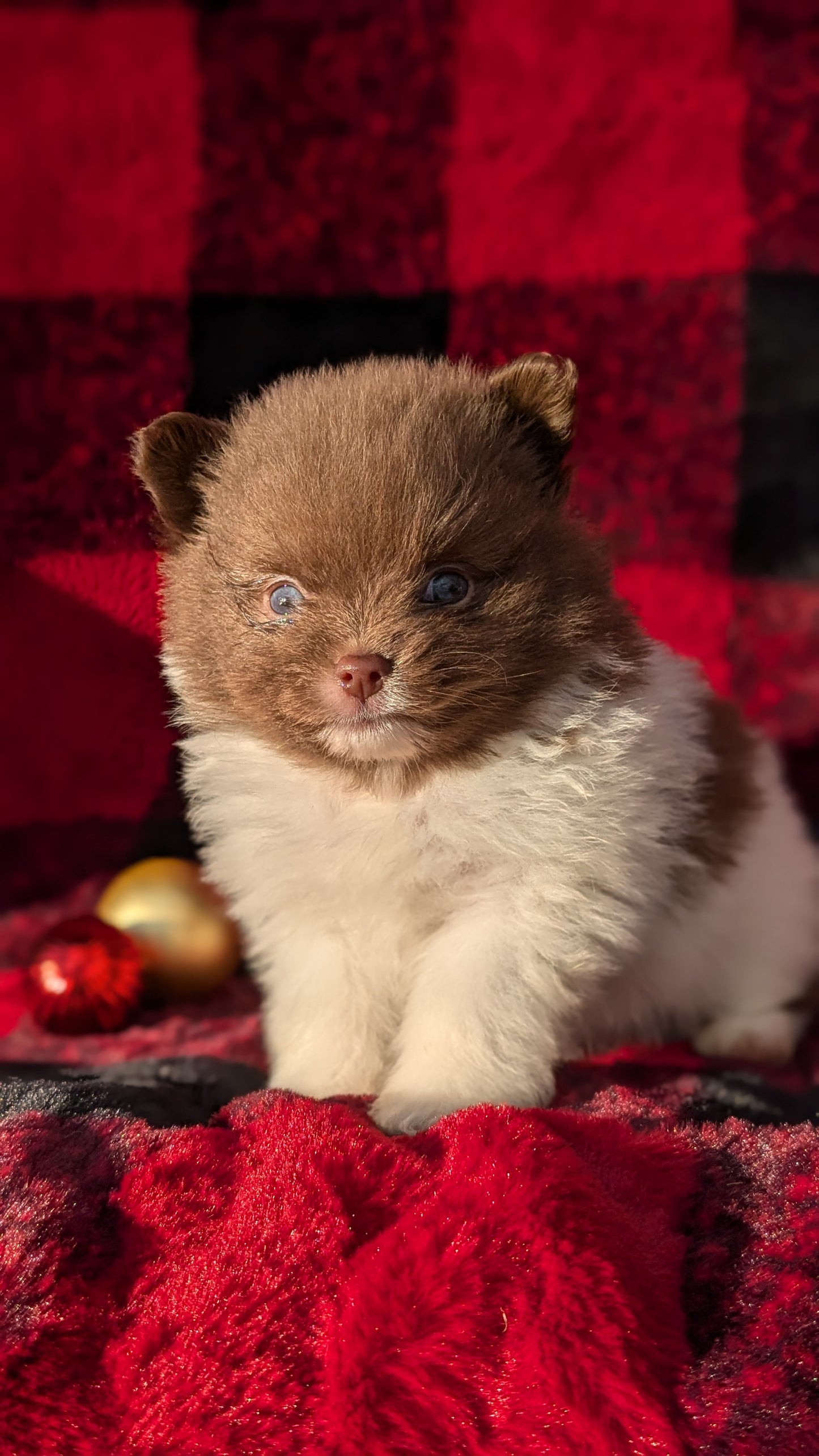 POMERANIAM (10/02) MALE