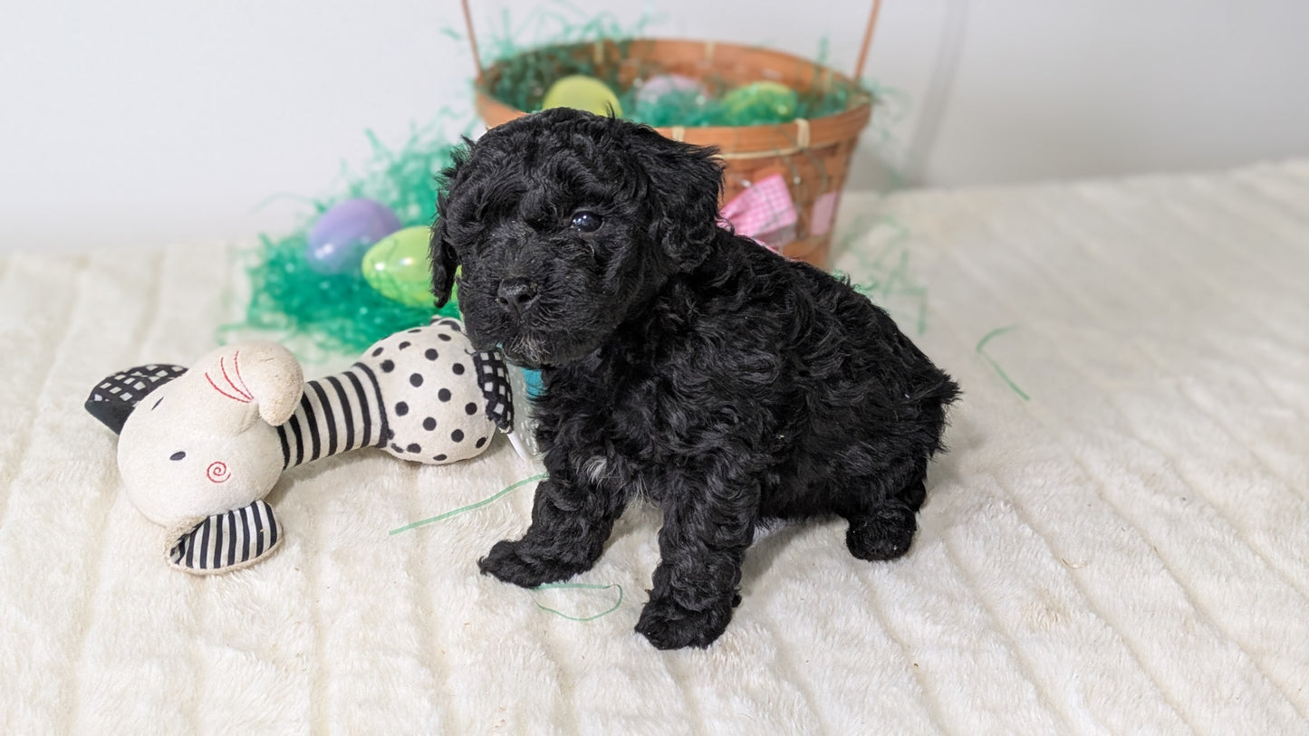 MINI POODLE (03/13) MALE