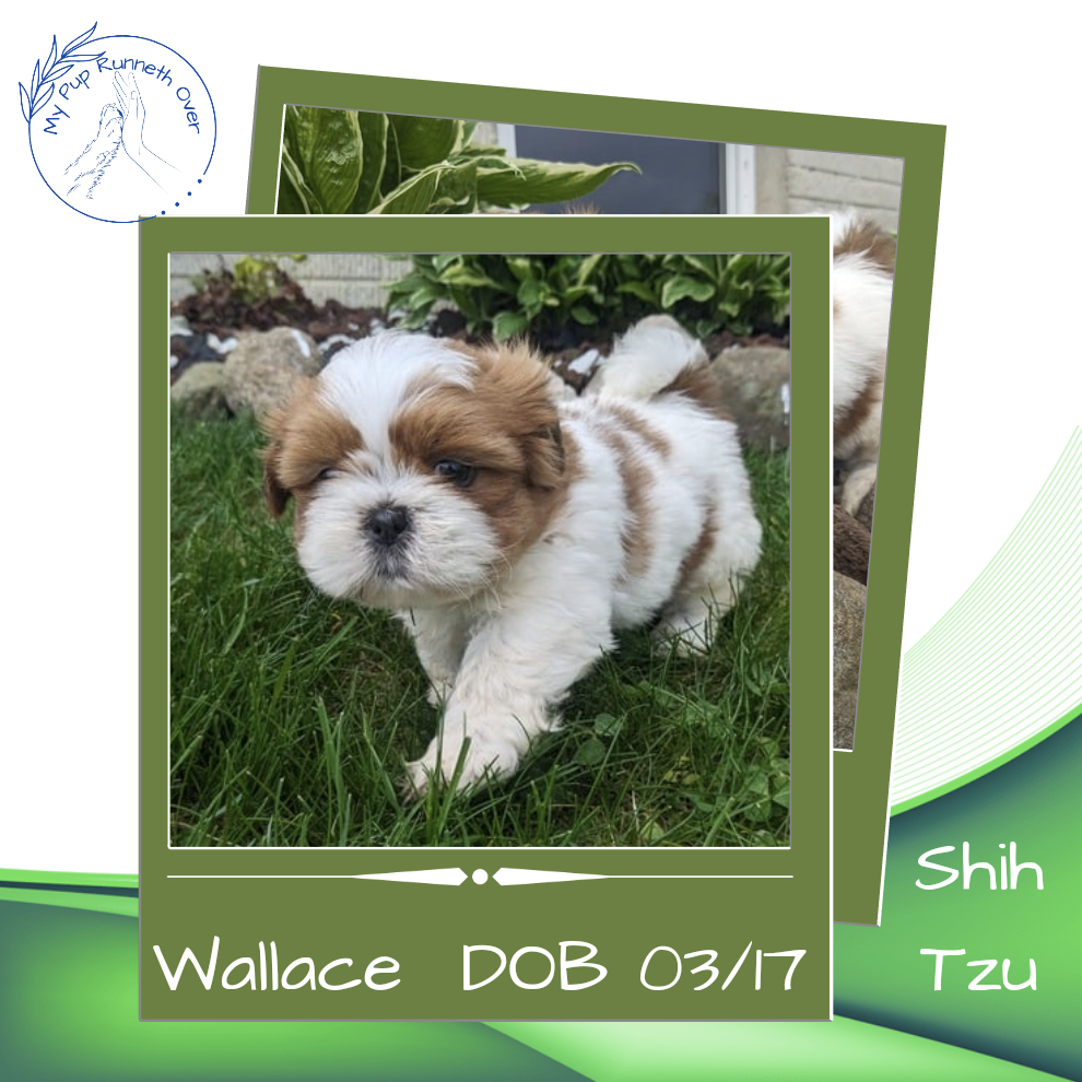 SHIH TZU (03/17) MALE