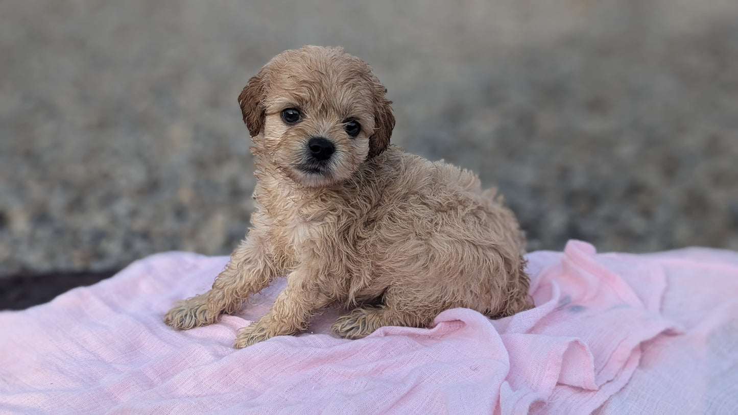 COCKAPOO (06/28) FEMALE