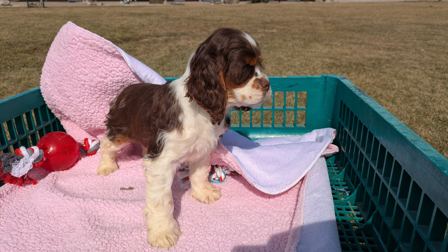COCKER SPANIEL (12/21) FEMALE
