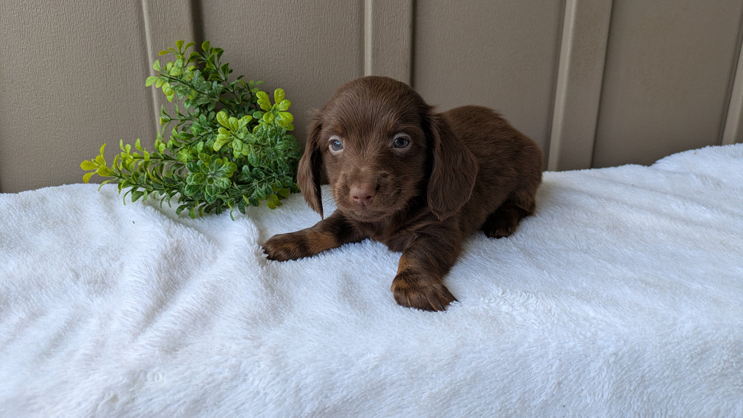MINI DACHSHUND (02/21) MALE