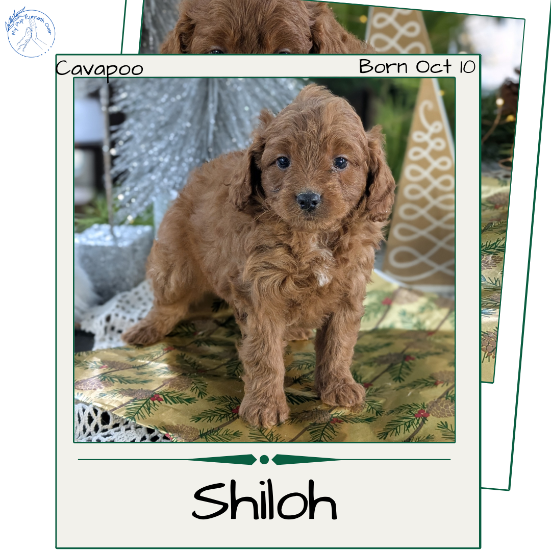 CAVAPOO (10/10) MALE
