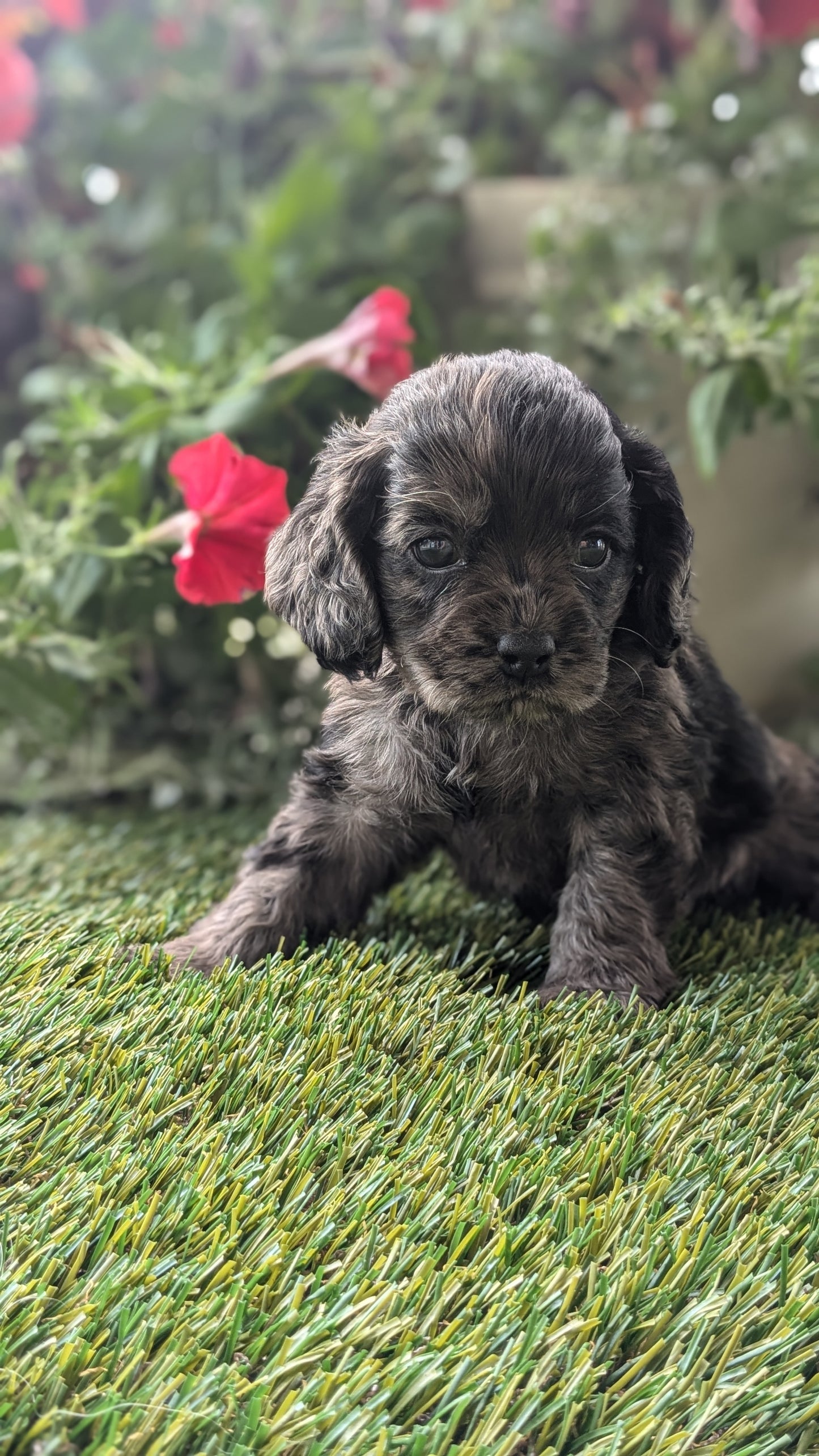 COCKER SPANIEL (07/24) MALE