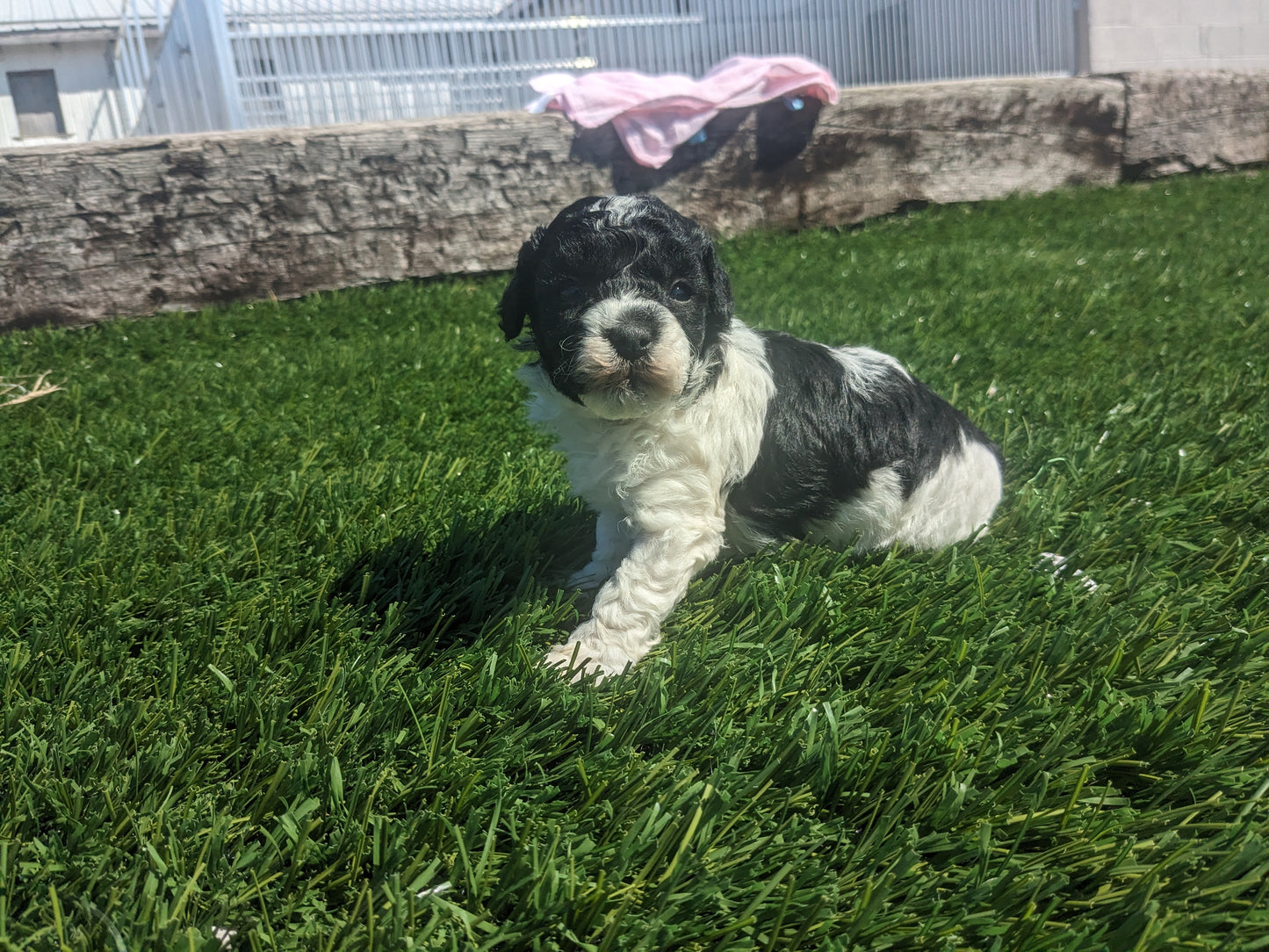 TOY POODLE (03/16) FEMALE