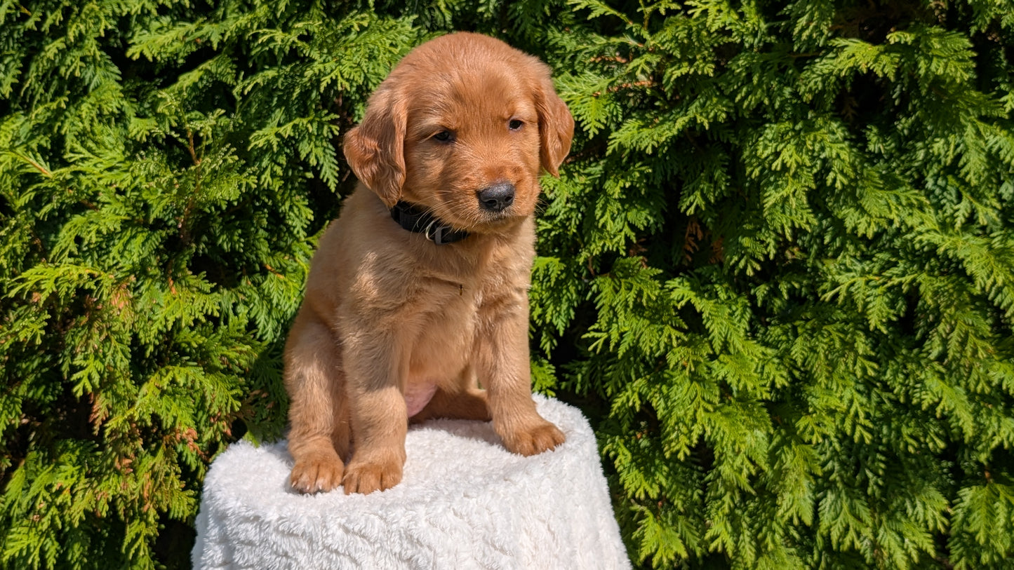 GOLDEN RETRIEVER (07/16) FEMALE