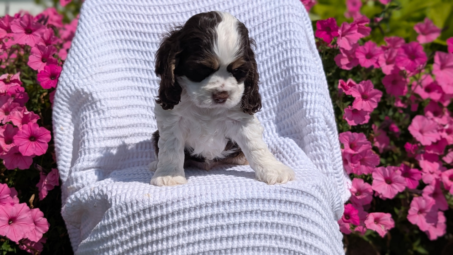 COCKER SPANIEL (07/17) MALE