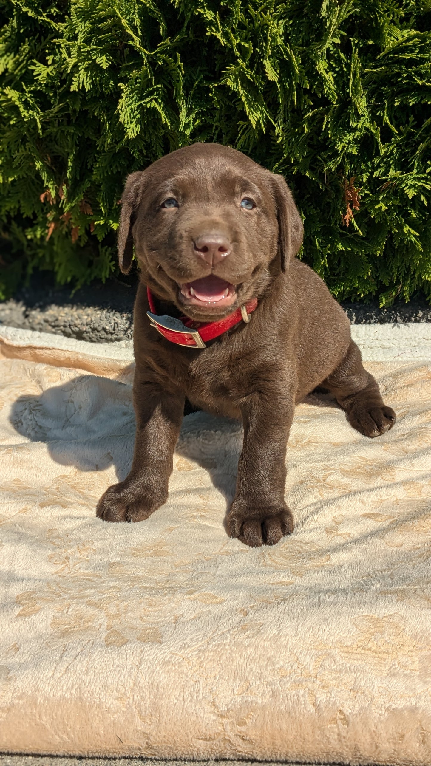 LABRADOR RETRIEVER (08/05) FEMALE