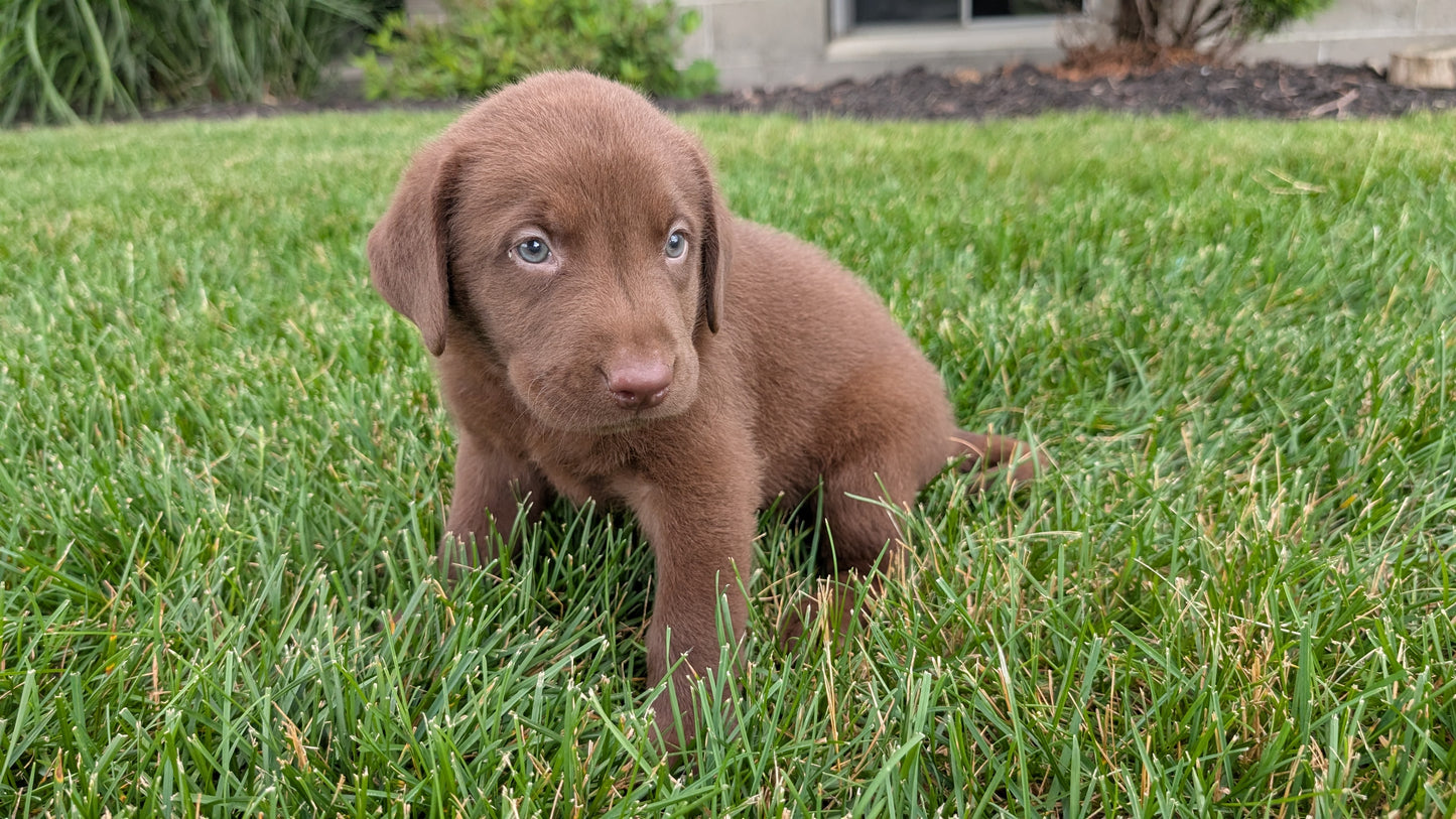 LABRADOR RETRIEVER (05/21) MALE