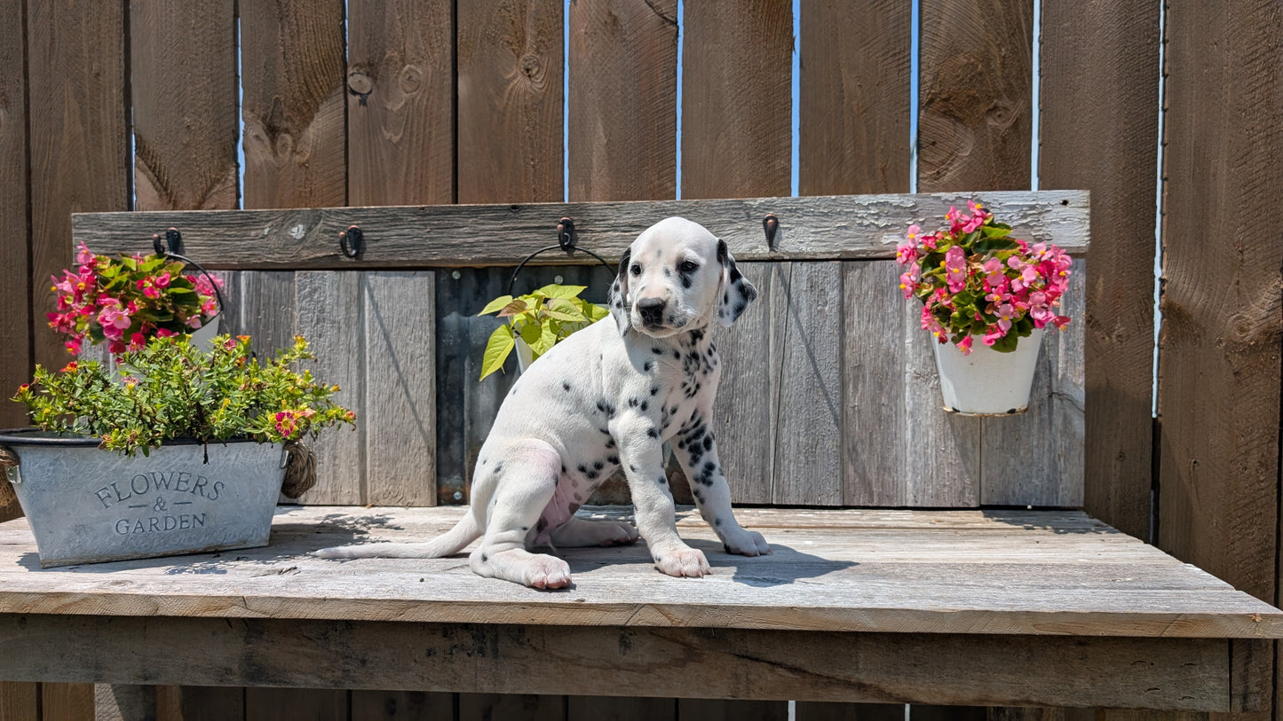 DALMATIAN (06/09) FEMALE