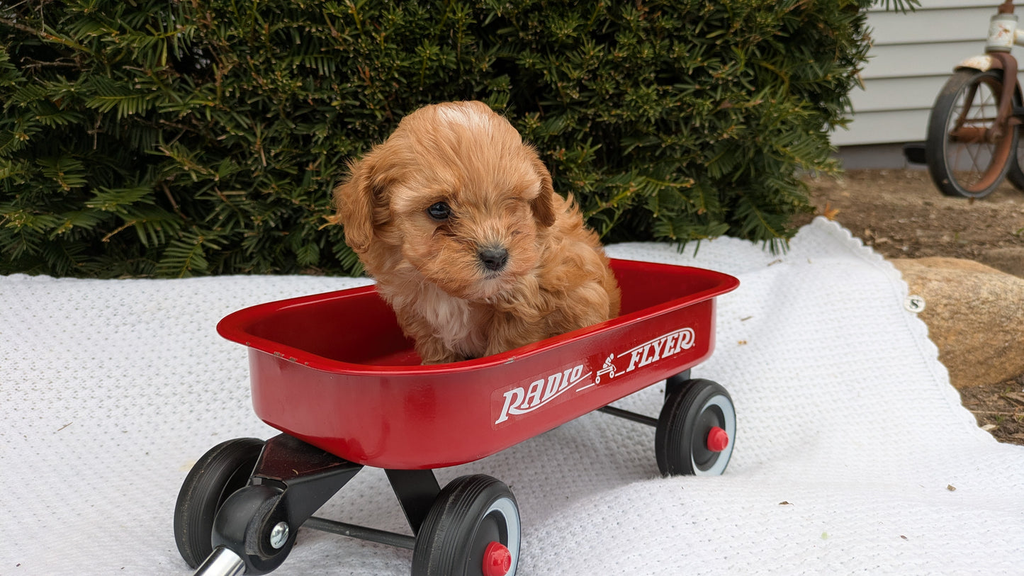TOY CAVAPOO (02/26) MALE