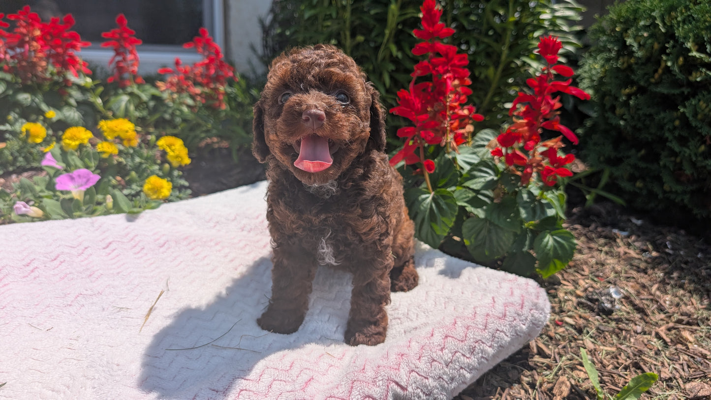 TOY POODLE (06/23) FEMALE
