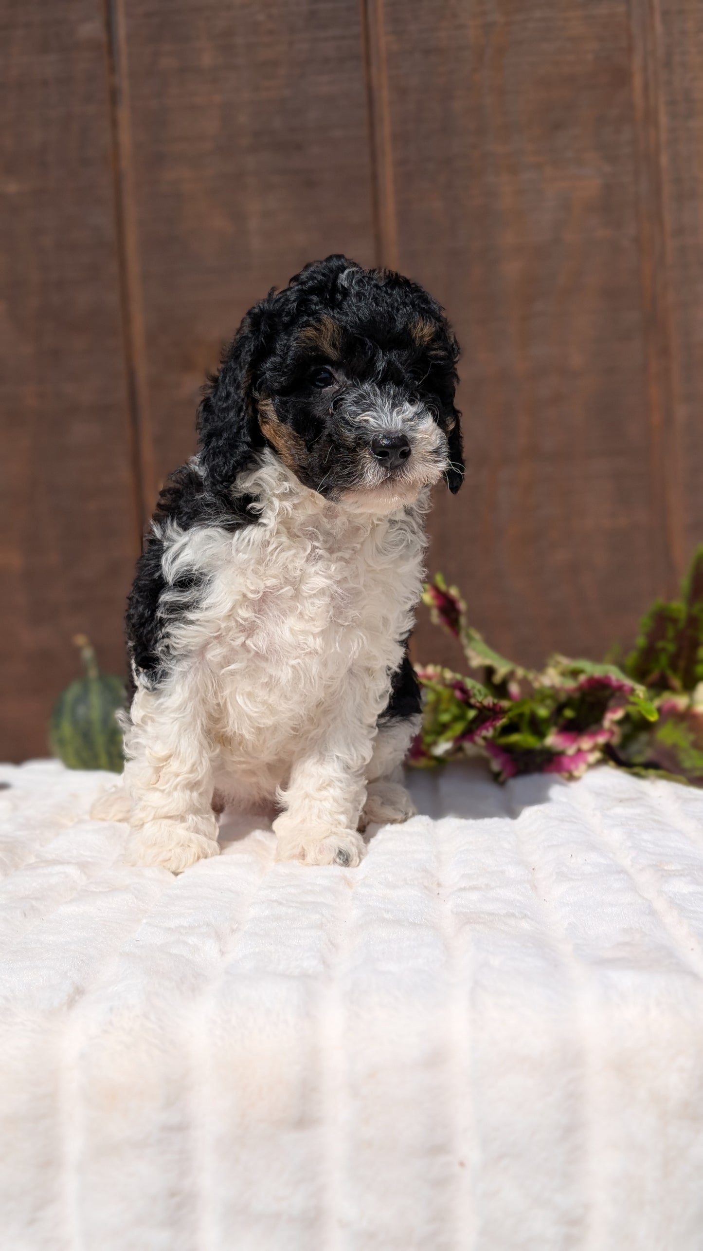 MINI BERNEDOODLE (08/06) FEMALE
