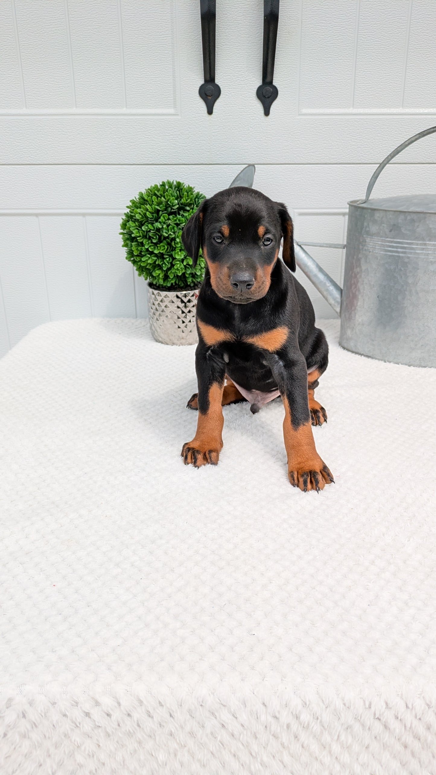 DOBERMAN PINSCHER (03/22) MALE