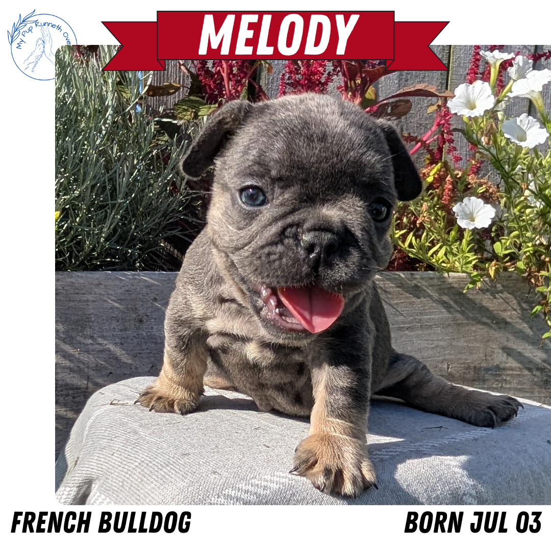 FRENCH BULLDOG (07/03) FEMALE