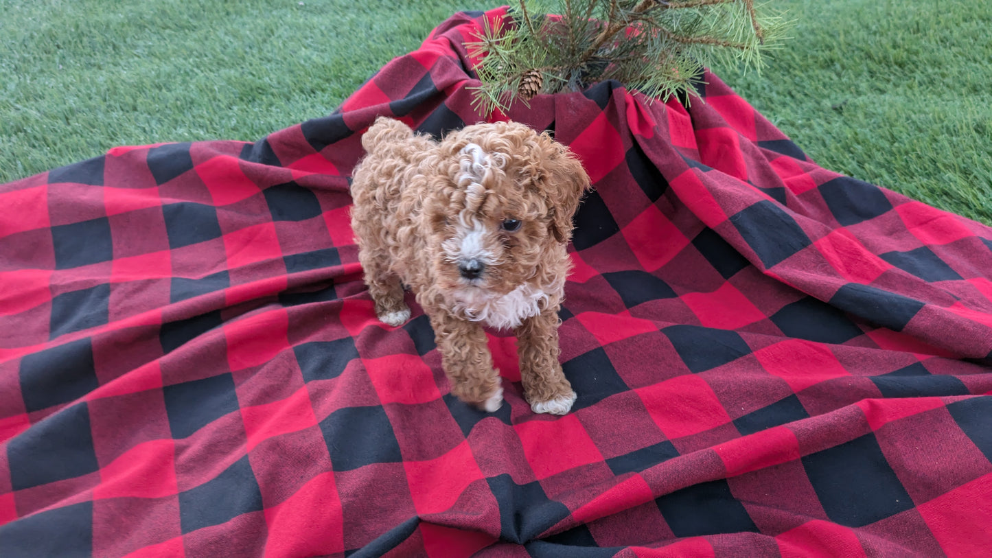 CAVAPOO (10/03) MALE
