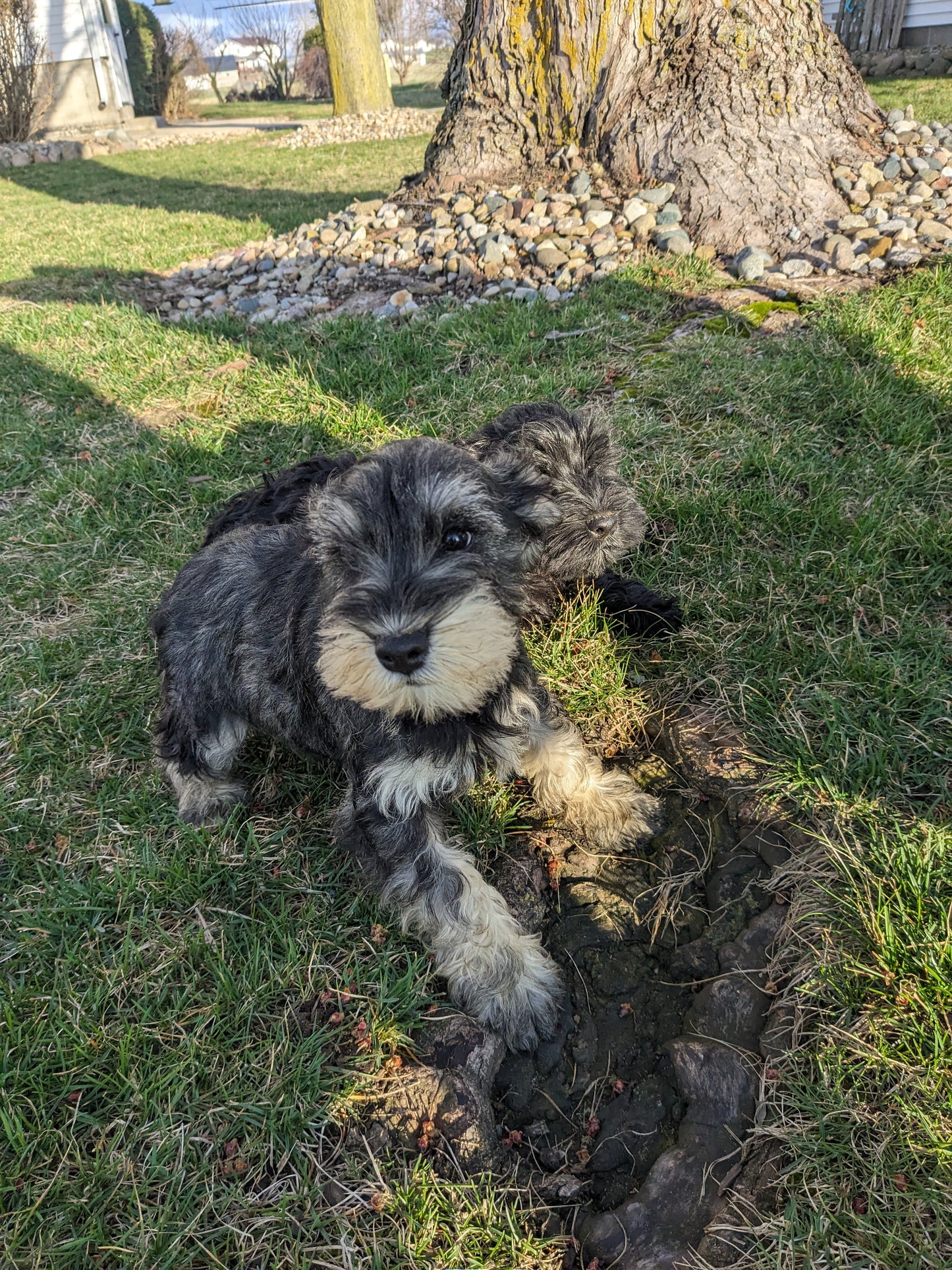 MINI SCHNAUZER (12/17/23) MALE