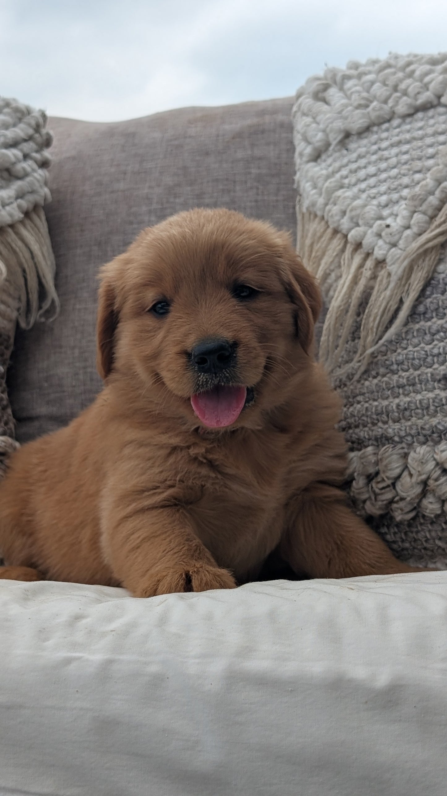 GOLDEN RETRIEVER (JUL 01) FEMALES