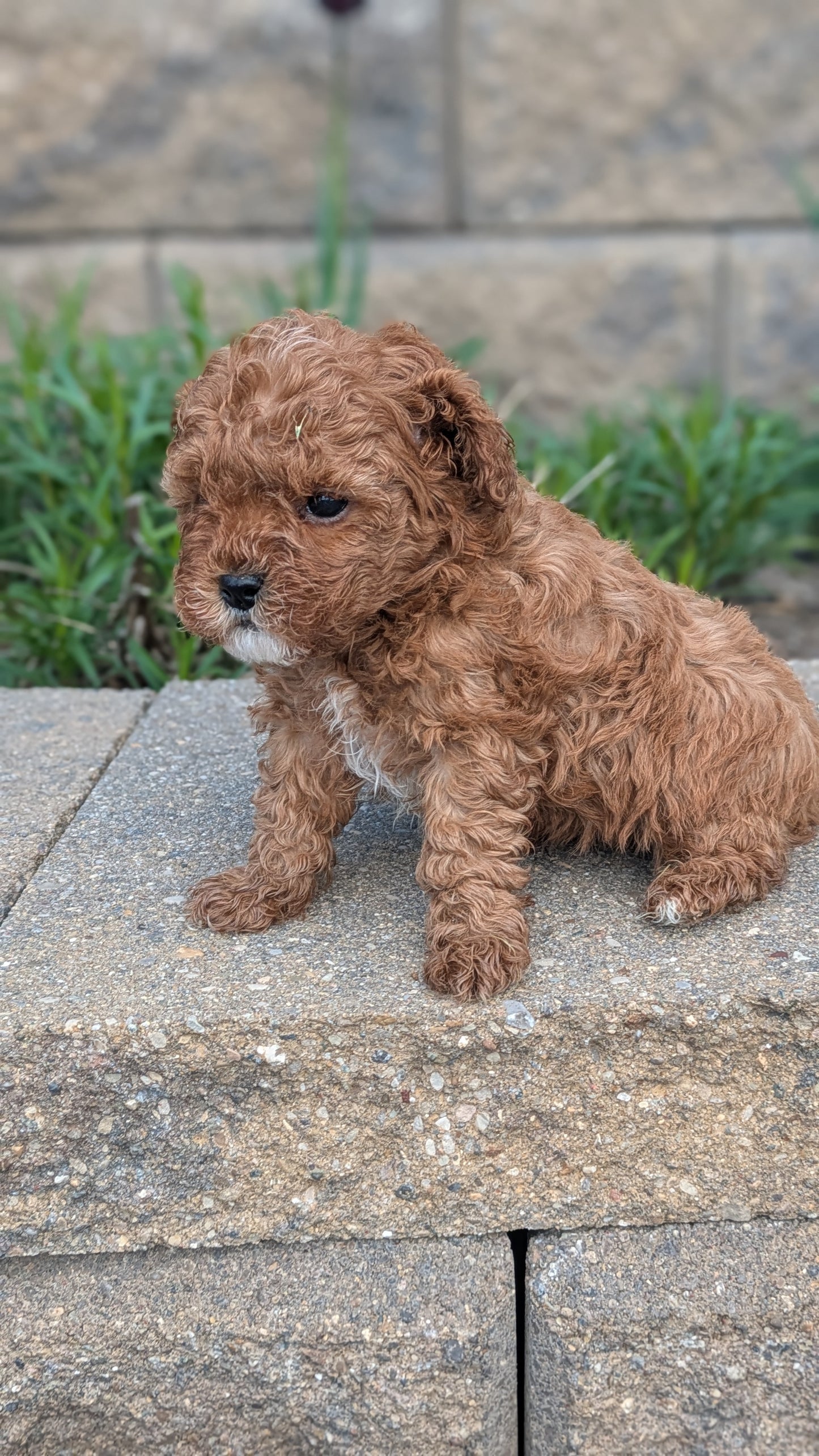 CAVAPOO (03/24) MALE