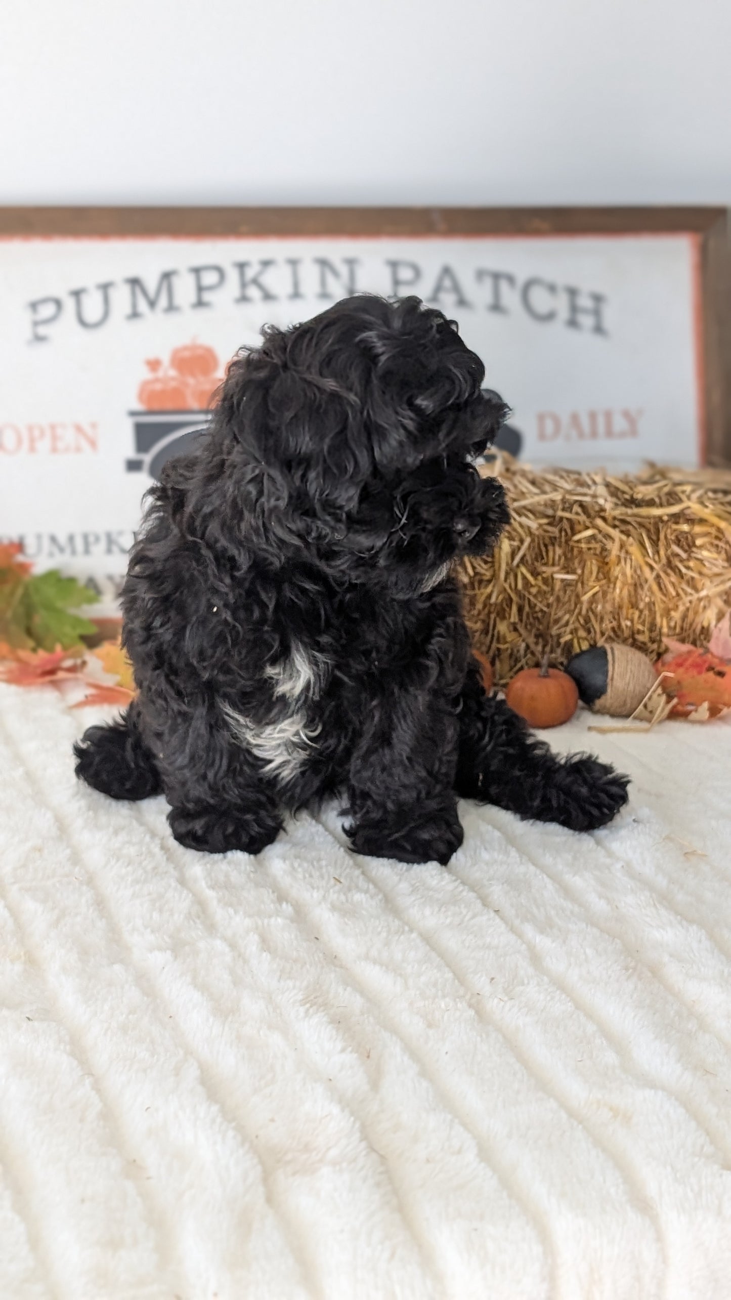 SHIHPOO (07/26) MALE
