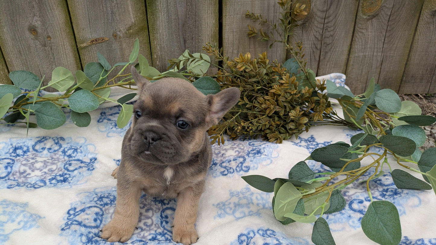 FRENCH BULLDOG (03/04) FEMALE