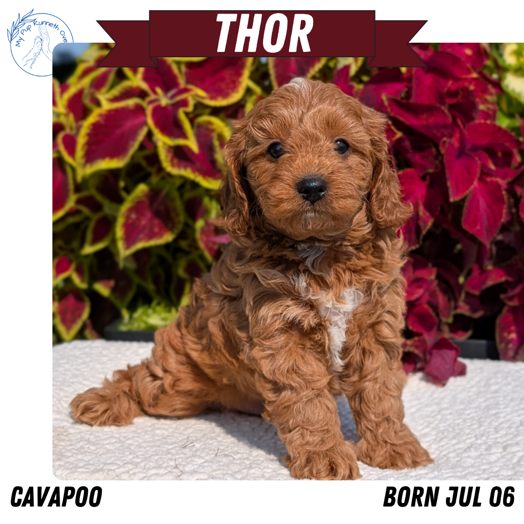 CAVAPOO (07/06) MALE