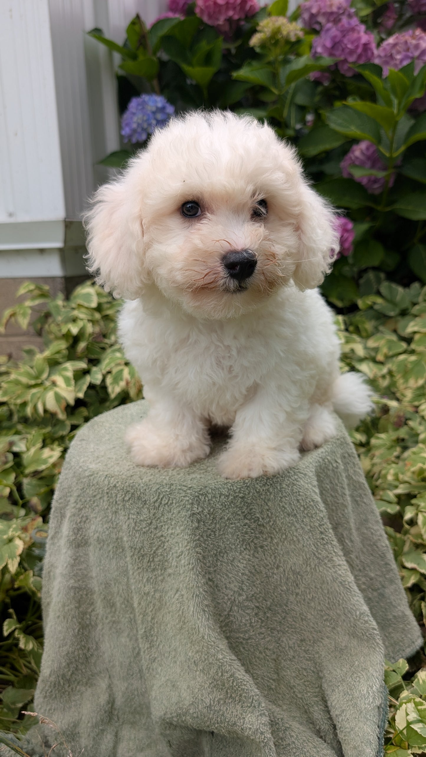 BICHON FRISE (06/19) MALE