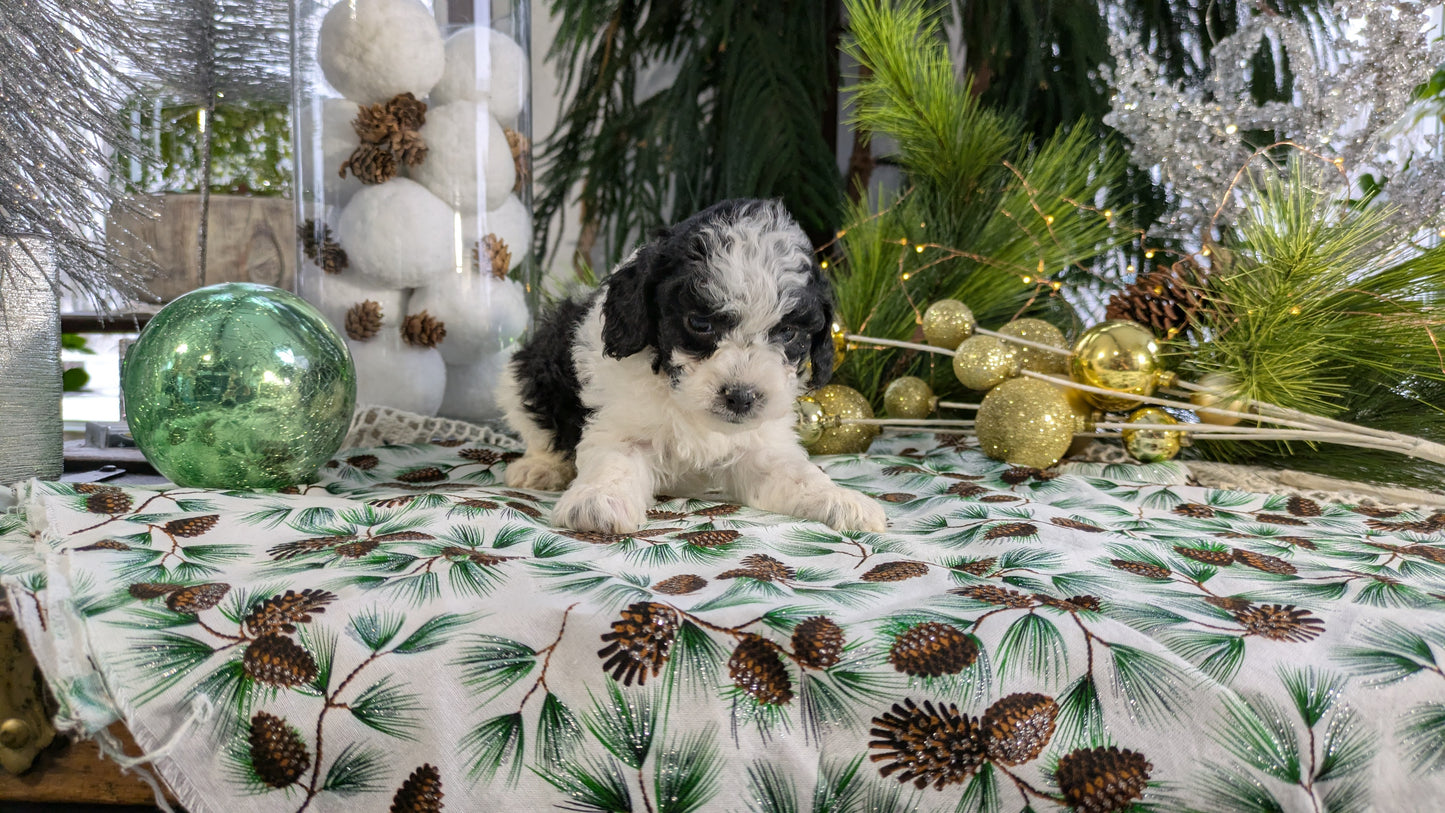 COCKAPOO (10/14) MALE