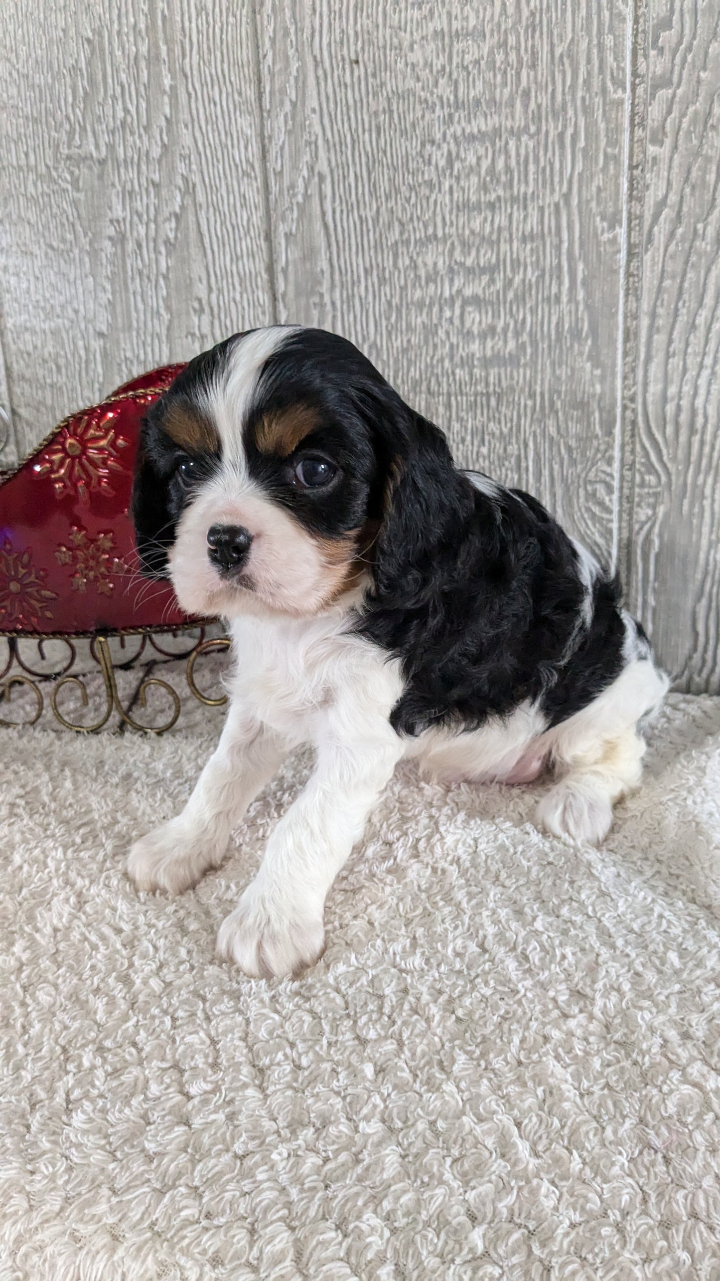 CAVALIER (09/12) MALE