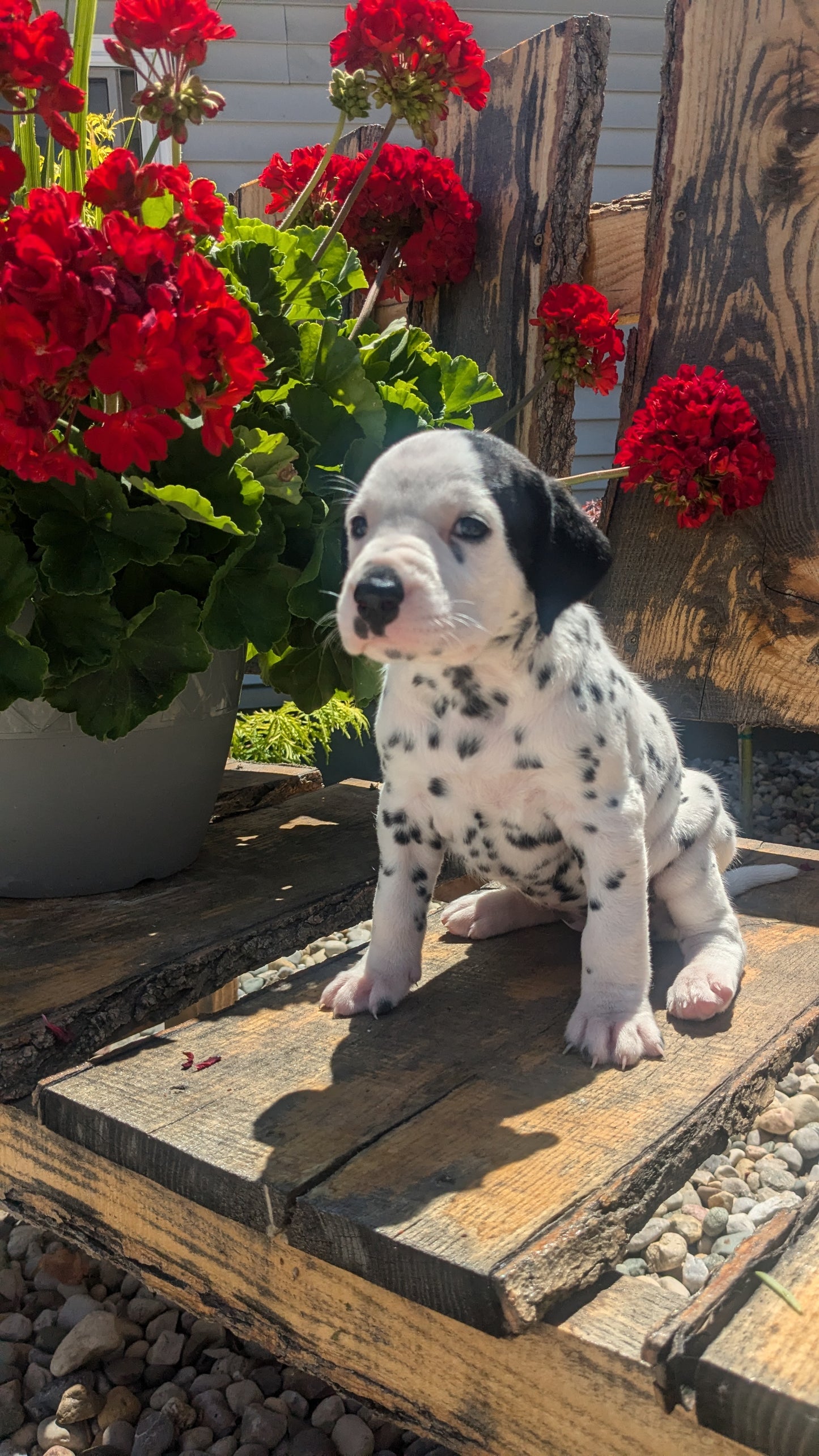 DALMATIAN (05/26) FEMALE