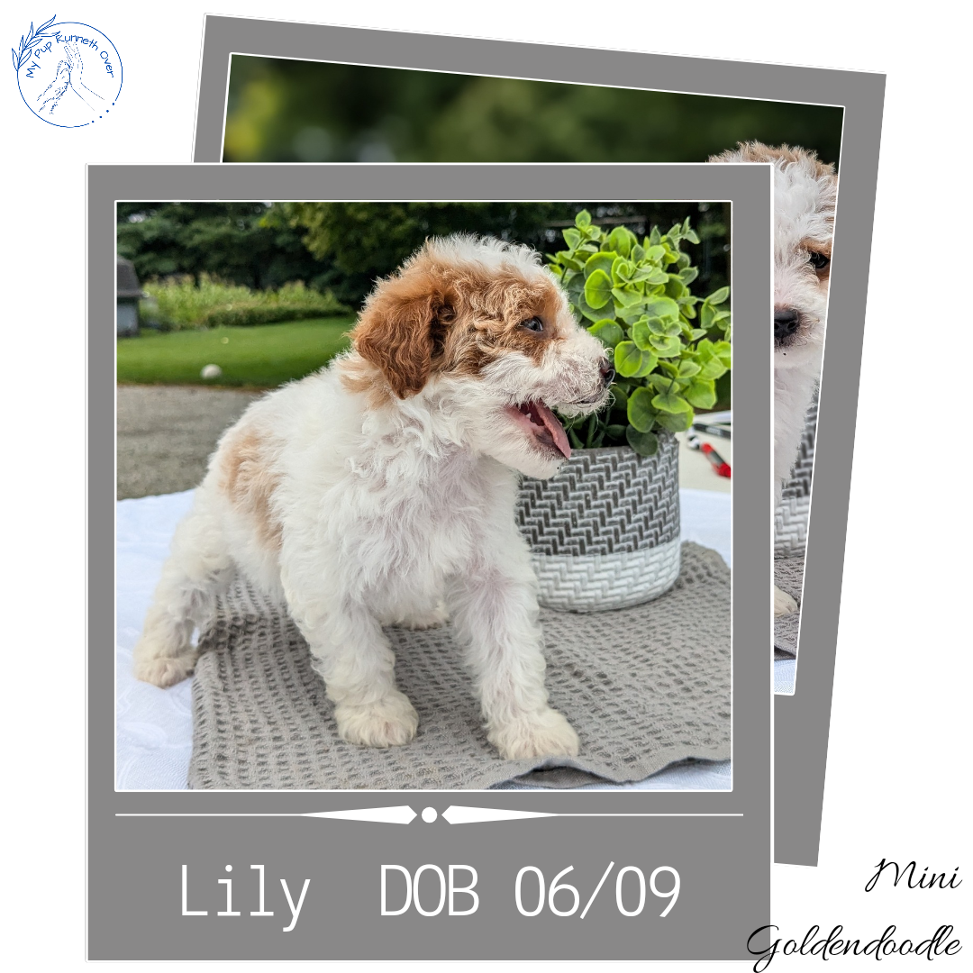 MINI GOLDENDOODLE (06/09) FEMALE