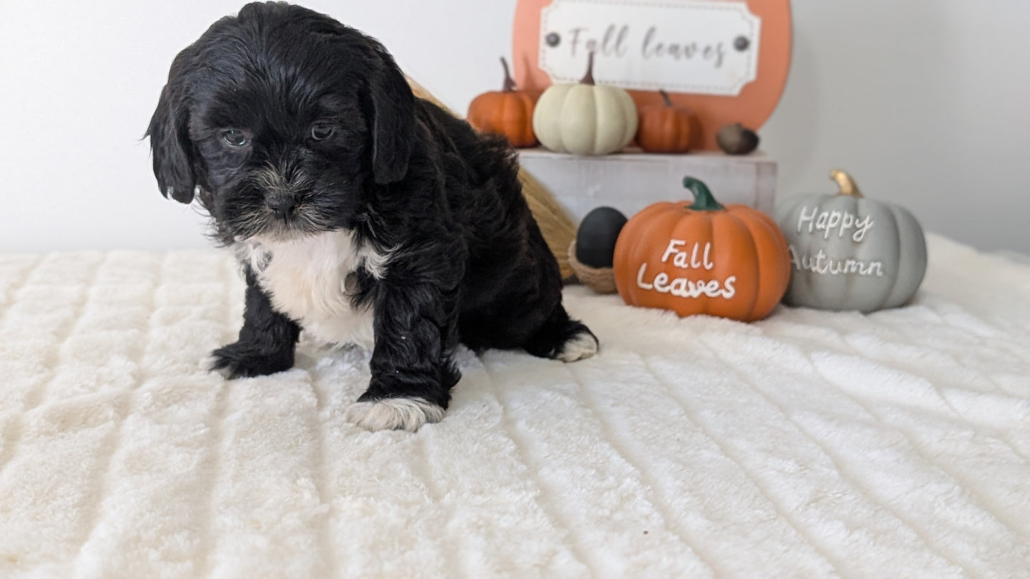 SHIHPOO (07/26) FEMALE
