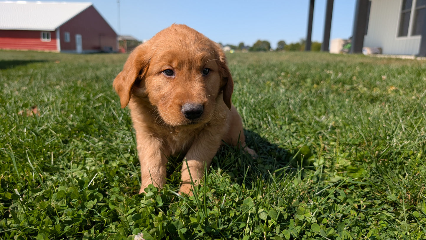 GOLDEN RETRIEVER (07/24) MALE