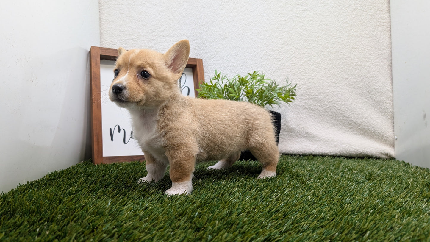 CORGI (07/10) FEMALE