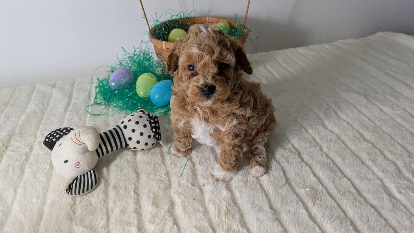 MINI POODLE (03/13) FEMALE