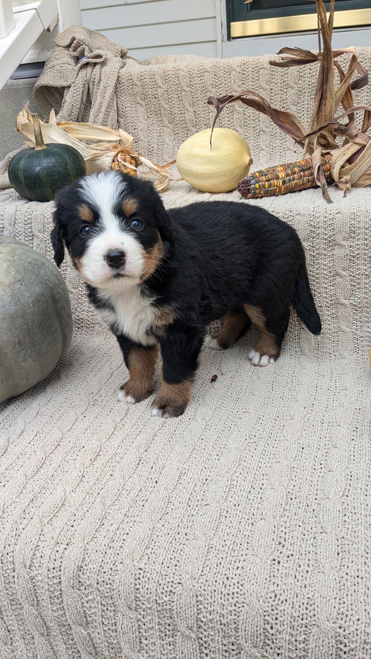 BERNESE MOUNTAIN DOG (08/18) FEMALE