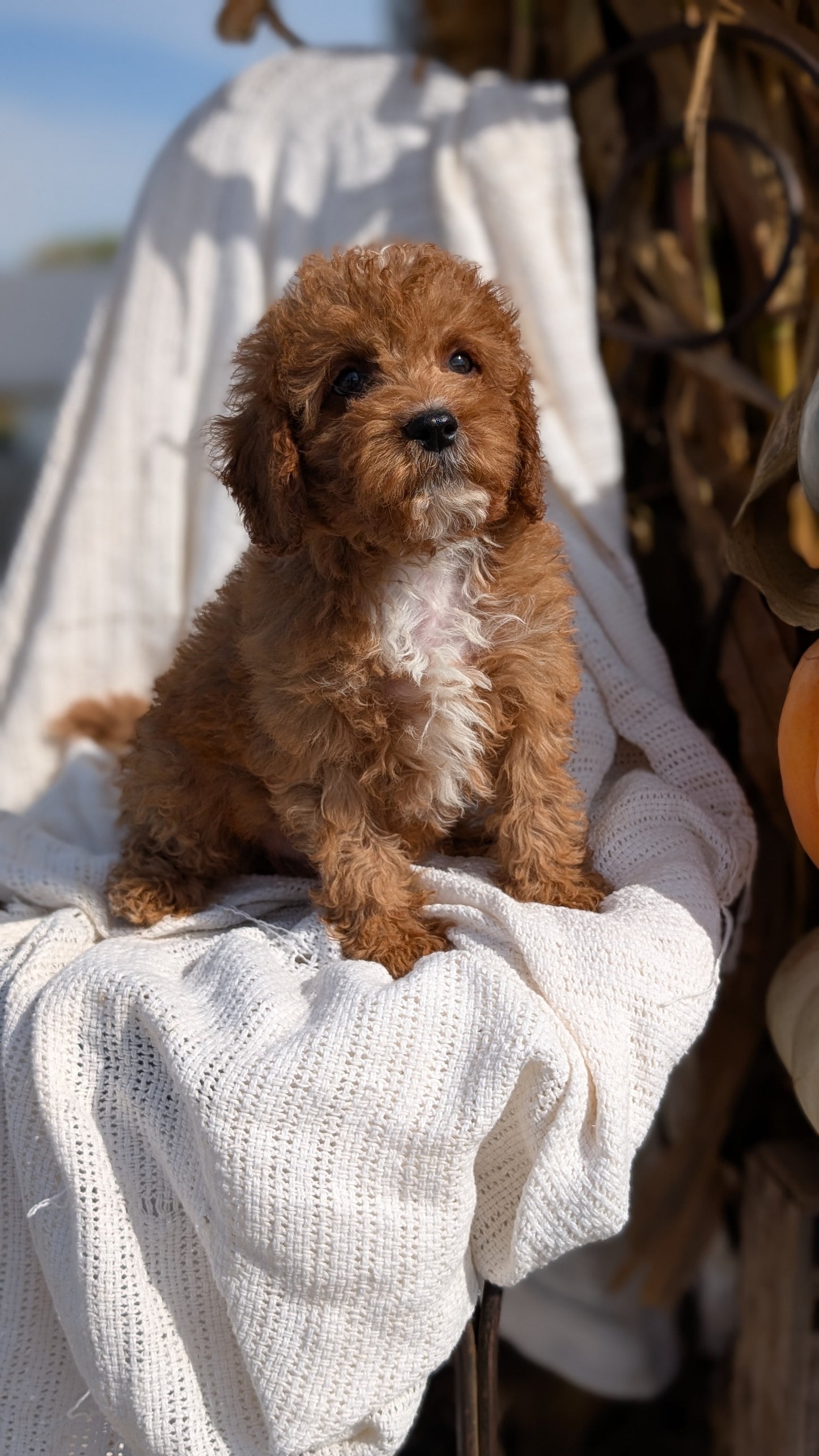 CAVAPOO (07/26) MALE