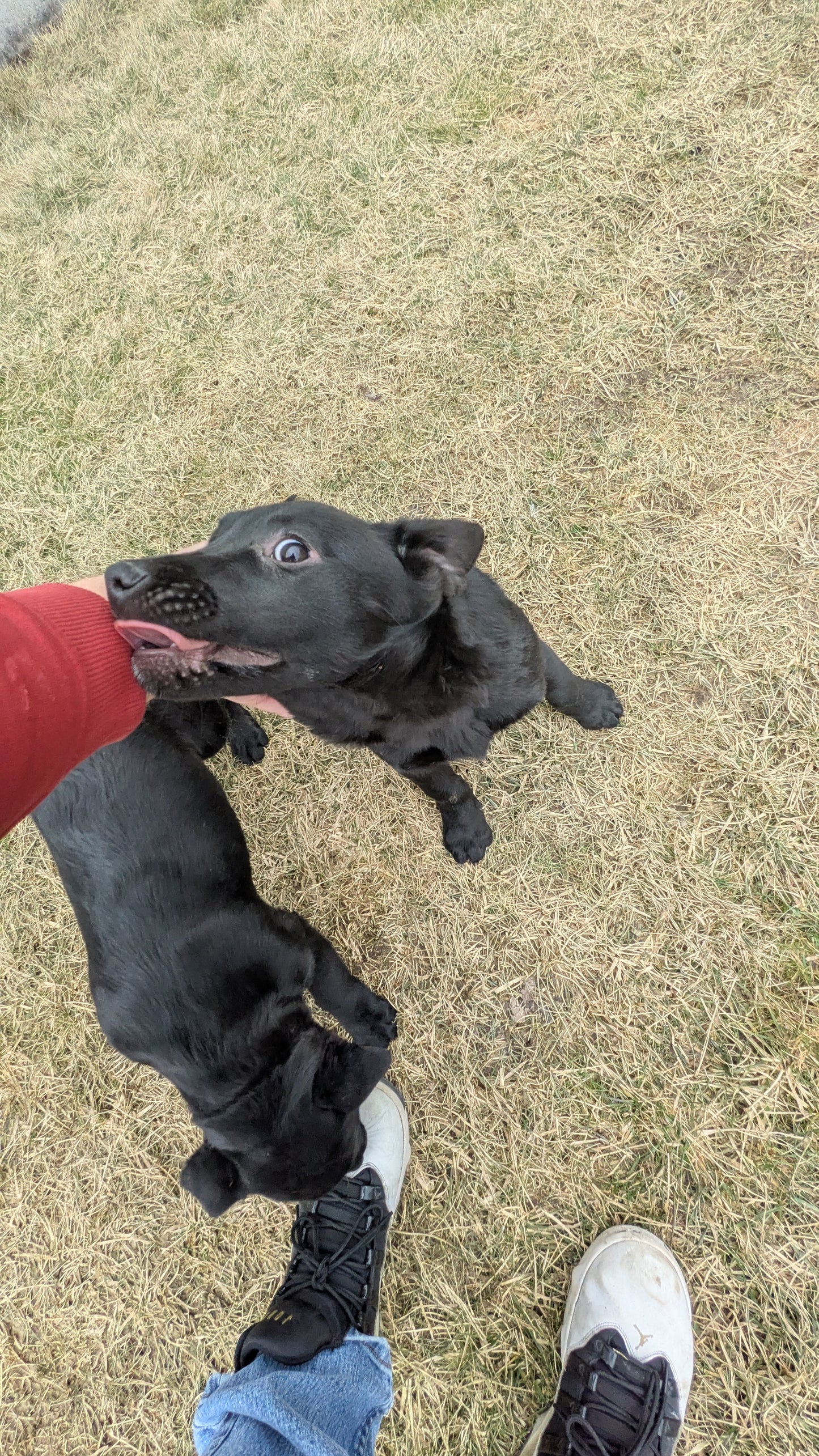 LABRADOR X TERRIER (11/08) FEMALE