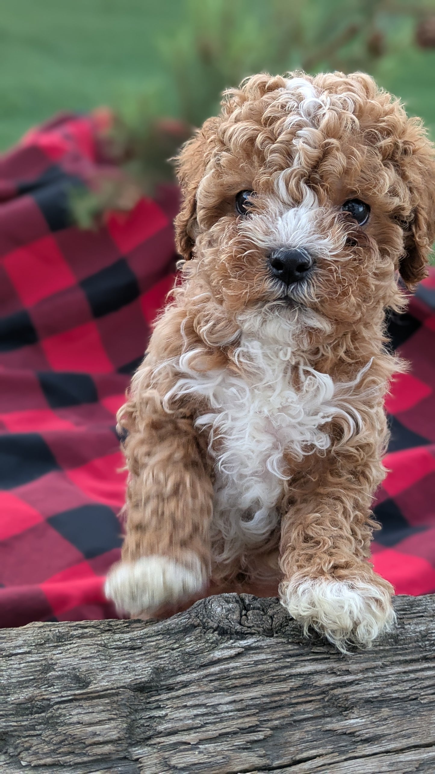 CAVAPOO (10/03) MALE