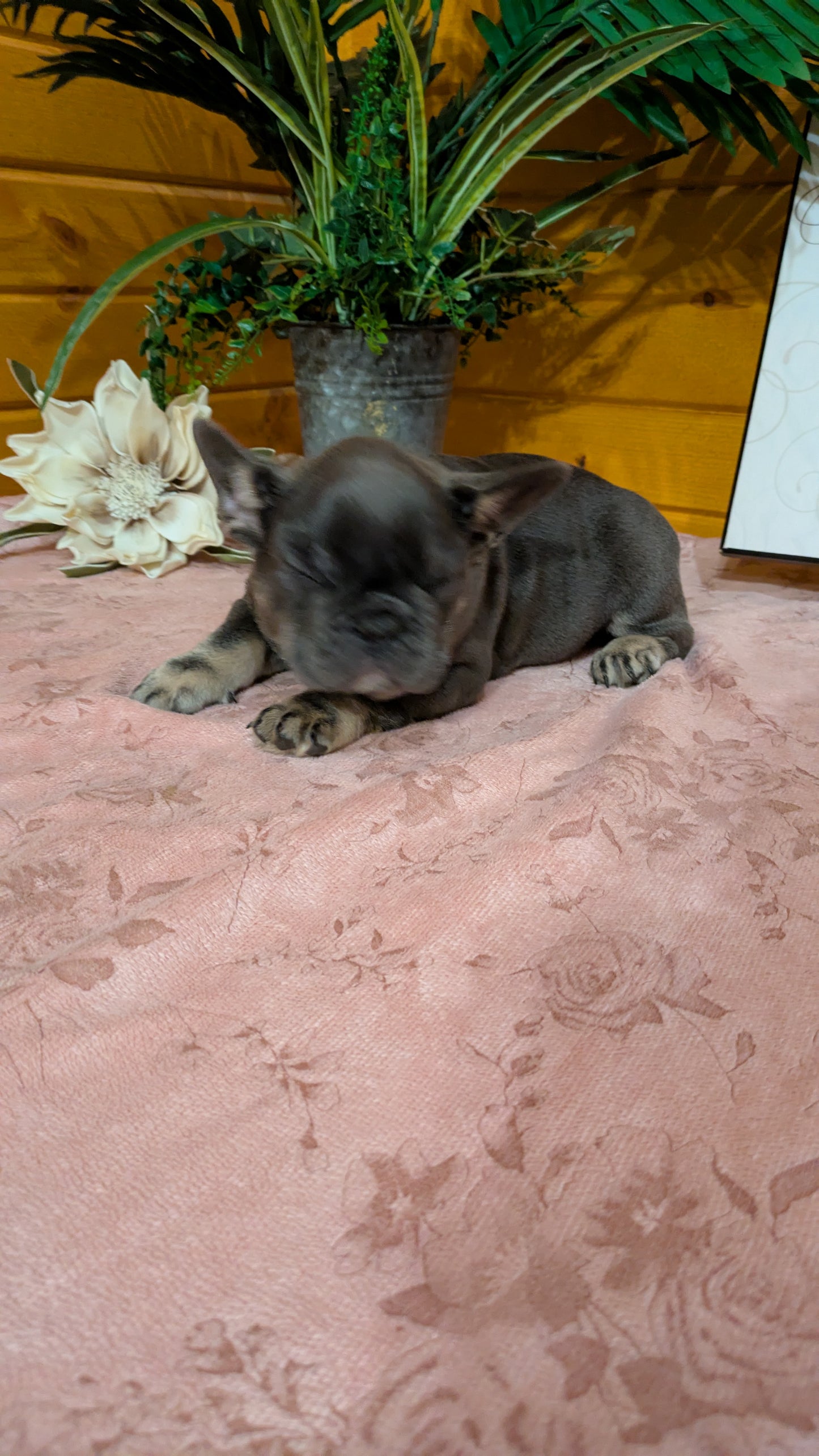 FRENCH BULLDOG (12/22) FEMALE