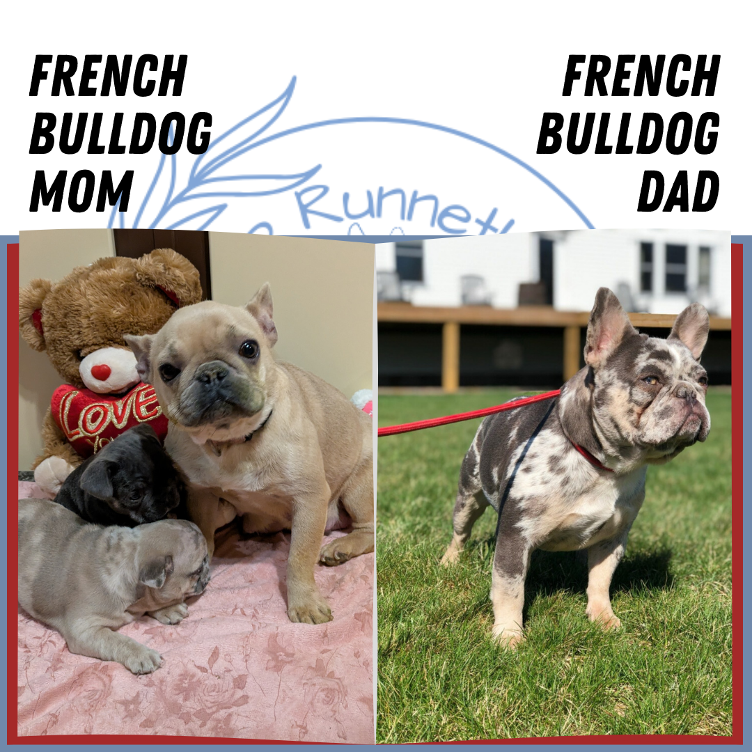 FRENCH BULLDOG (12/22) FEMALE