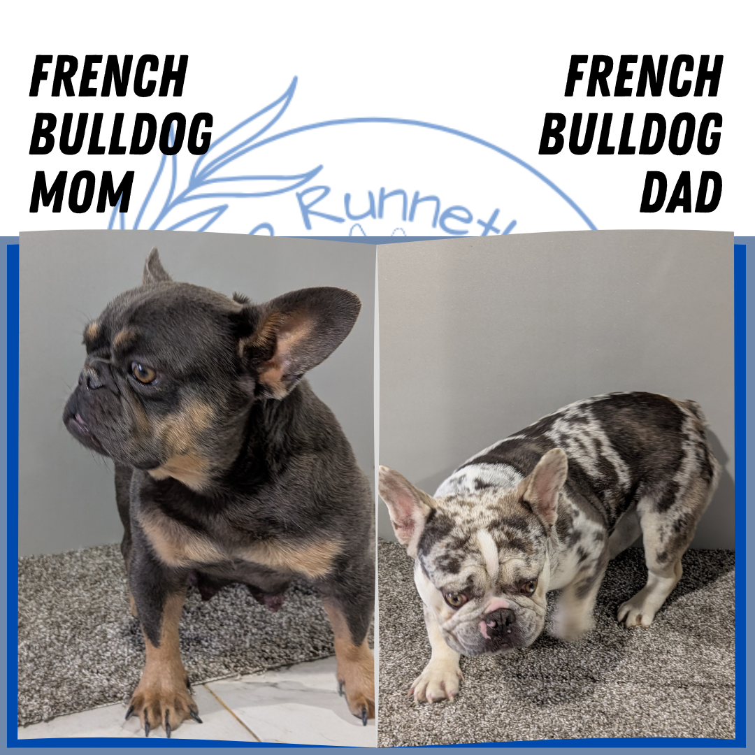FRENCH BULLDOG (05/16) MALE